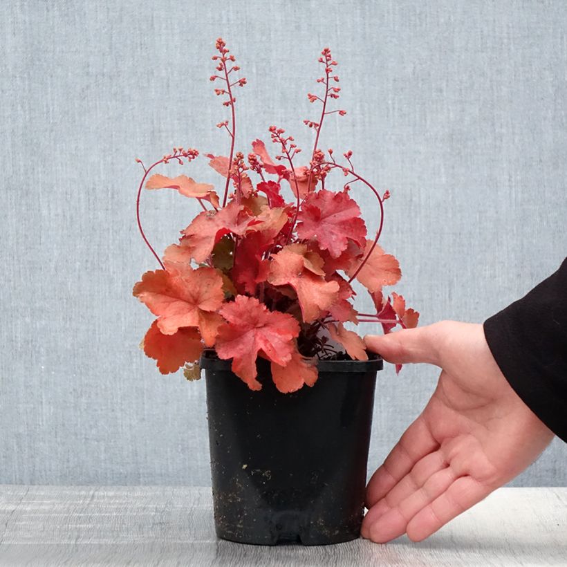 Example of Heuchera Cherry Cola Vaso da 1,5L/2L as you get in printemps