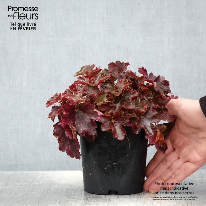 Heuchère - Heuchera Cherry Cola Pot de 1,5L/2L esemplare consegnato in inverno