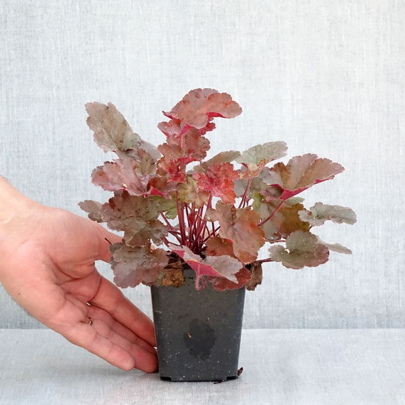 Heuchera Chocolate Ruffle Vasetto da 8/9 cm esemplare consegnato in primavera