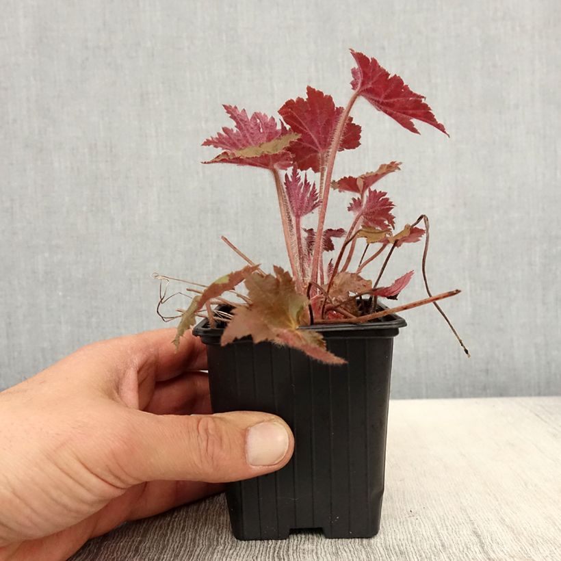 Example of Heuchera Copper Dinosaur Vasetto da 8/9 cm as you get in printemps