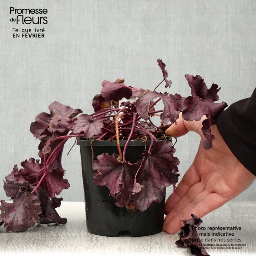 Heuchère - Heuchera Forever Purple Pot de 1,5L/2L esemplare consegnato in inverno