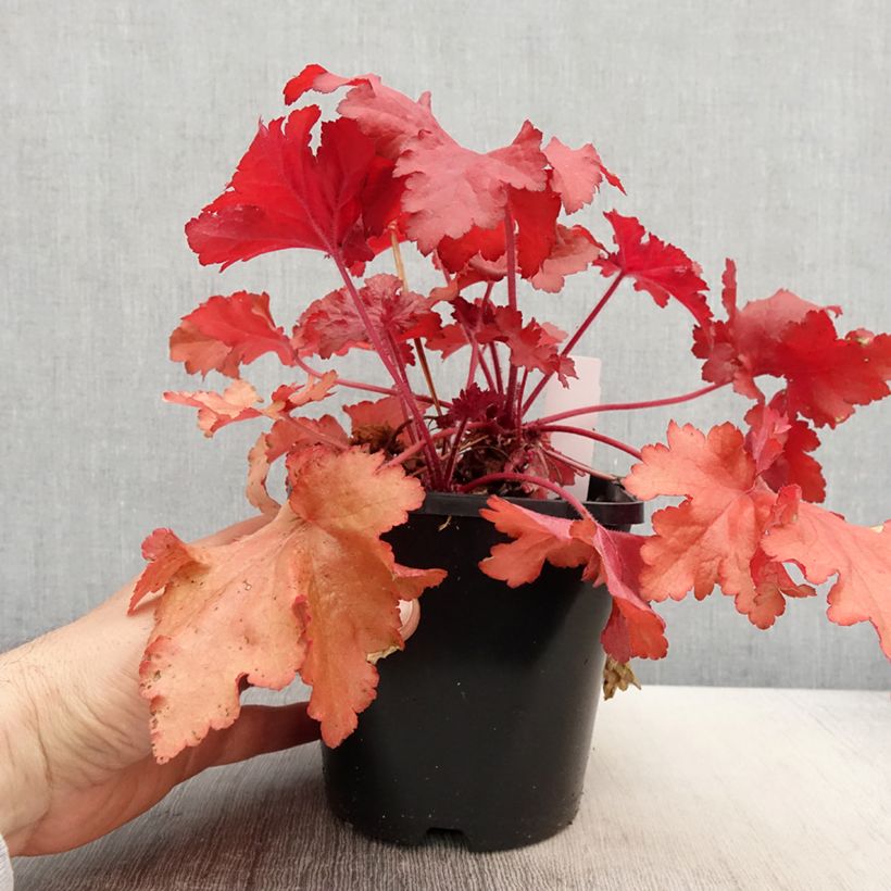 Example of Heuchera Forever Red Vaso da 1,5L/2L as you get in printemps