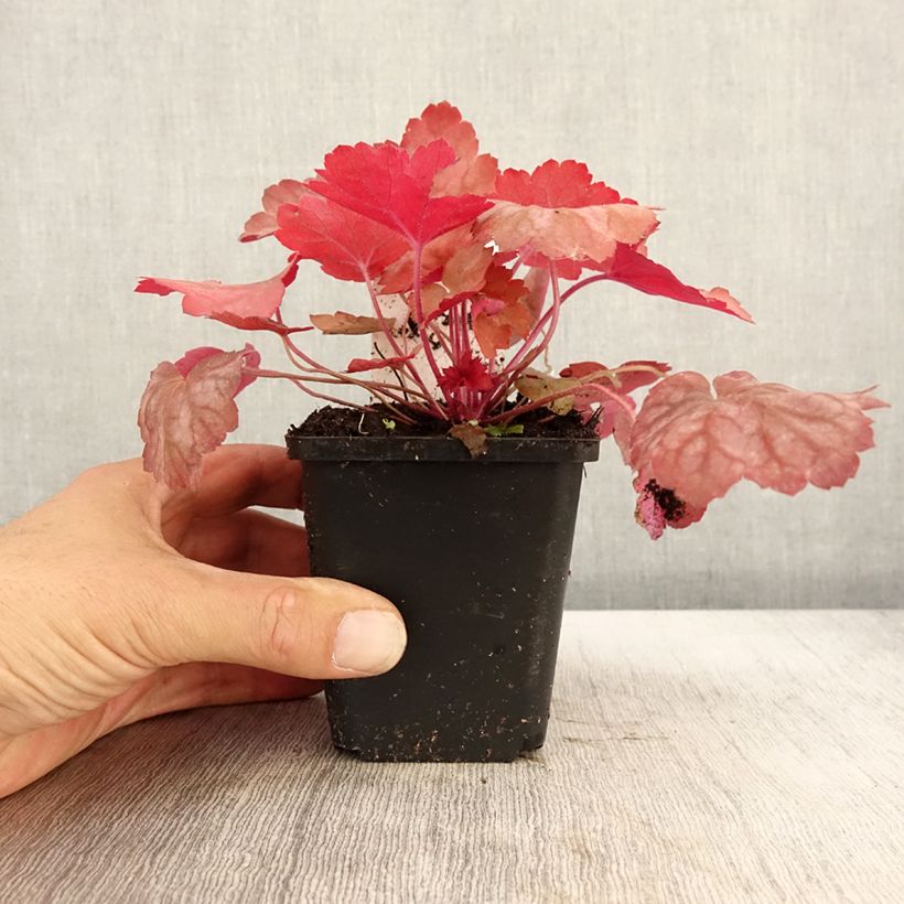 Esemplare di Heuchera Georgia Peach Vasetto da 8/9 cm come consegnato in autunno