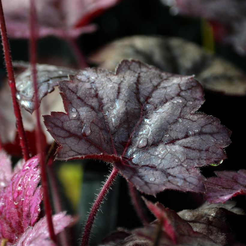 Heuchera Georgia Plum (Fogliame)
