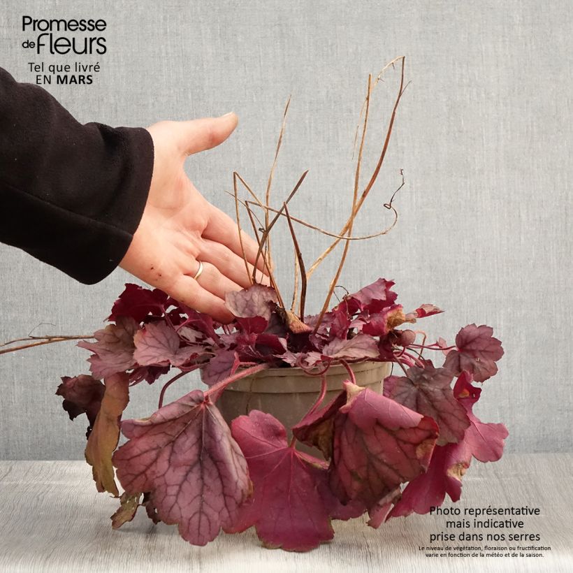 Heuchera Georgia Plum Vaso da 2L/3L esemplare consegnato in primavera