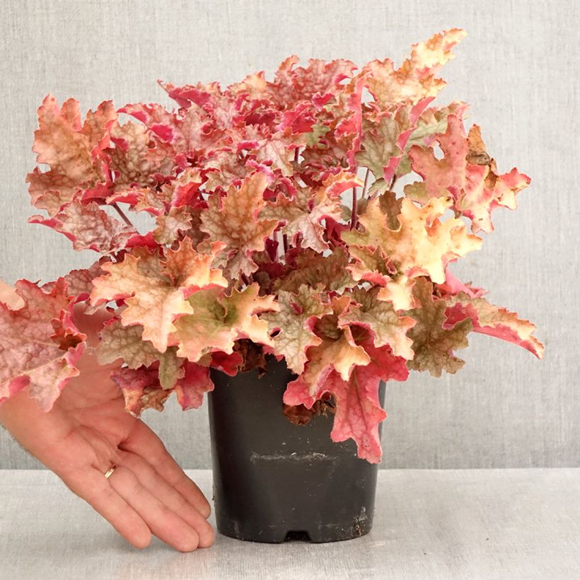 Esemplare di Heuchera Ginger Peach Vaso da 1L/1,5L come consegnato in autunno