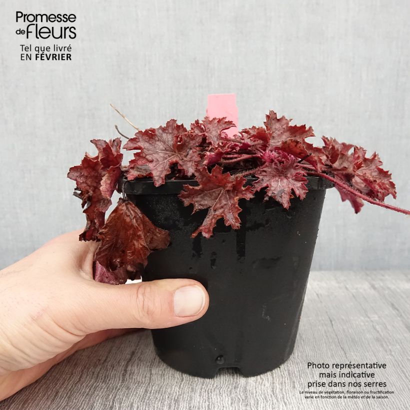 Example of Heuchera Ginger Peach Vaso da 1L/1,5L as you get in hiver