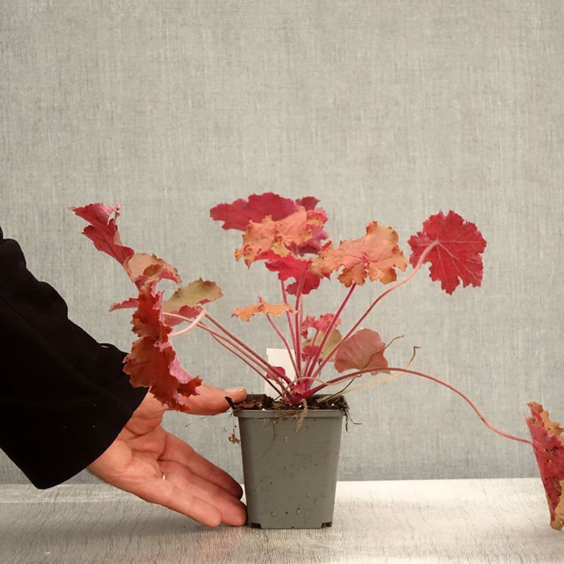 Esemplare di Heuchère - Heuchera Kassandra Godet de 8/9 cm come consegnato in autunno