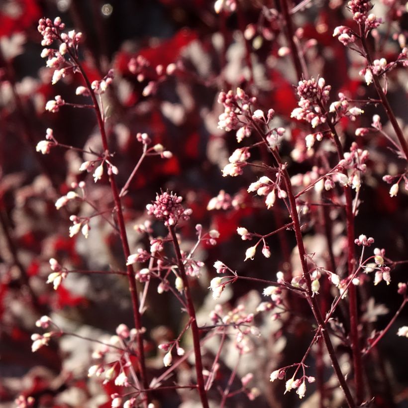 Heuchera Dark Secret (Fioritura)