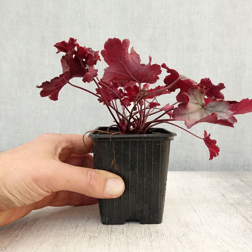 Esemplare di Heuchère - Heuchera Little Cuties Sugar Berry Godet de 8/9 cm come consegnato in autunno