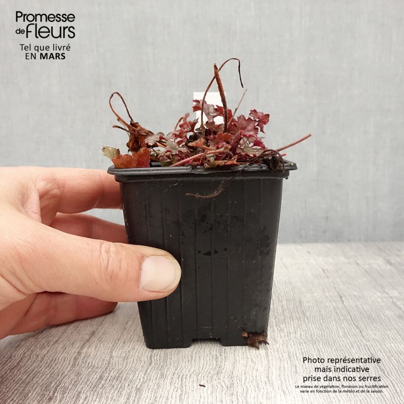 Heuchera Little Cuties Sugar Berry Vasetto da 8/9 cm esemplare consegnato in primavera