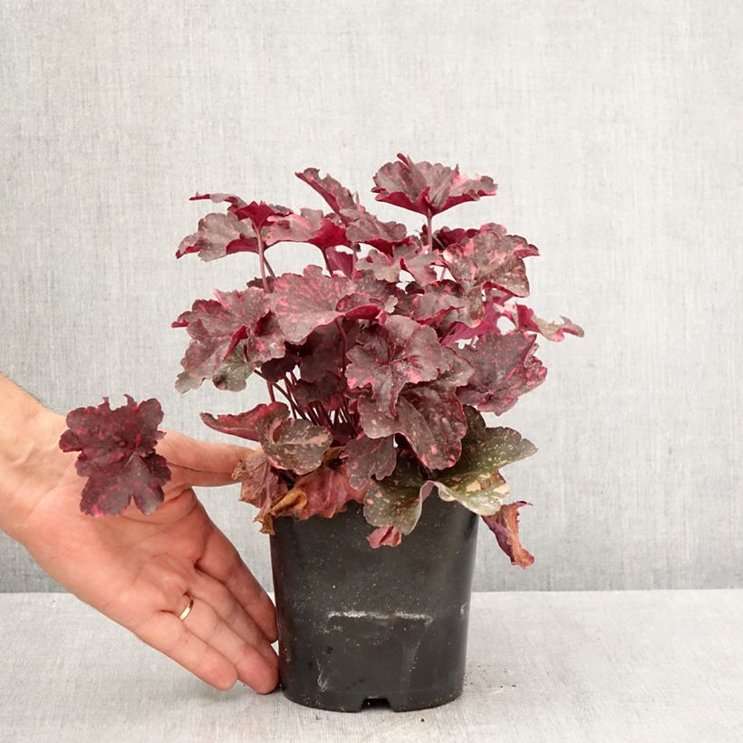 Esemplare di Heuchera Midnight Rose Vaso da 1,5L/2L come consegnato in autunno