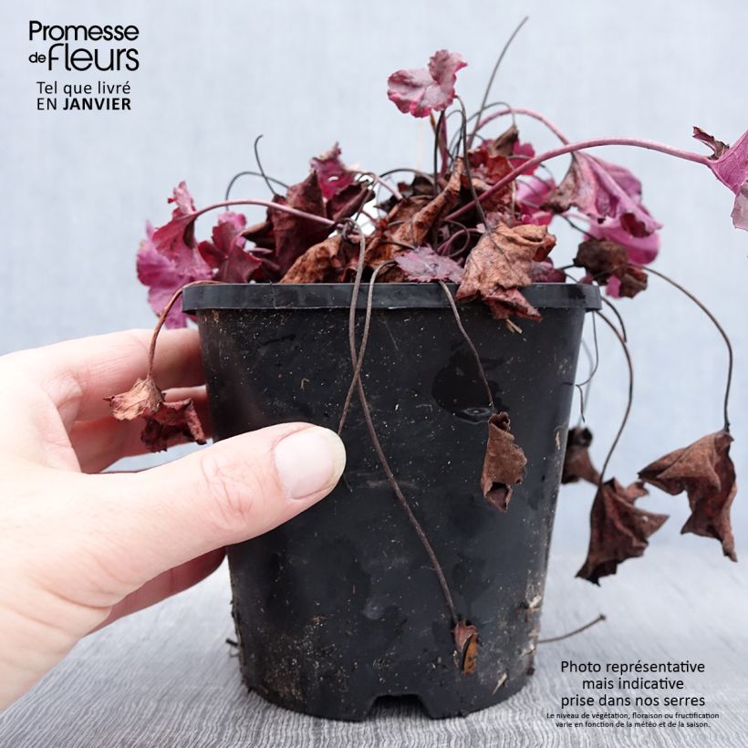Heuchère - Heuchera Midnight Rose Pot de 1,5L/2L esemplare consegnato in inverno