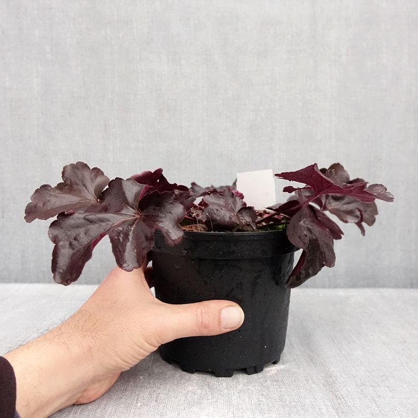 Esemplare di Heuchera Obsisian Vaso da 1,5L/2L come consegnato in autunno