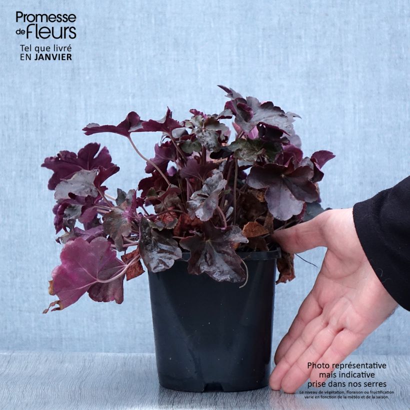 Heuchère - Heuchera Obsidian Pot de 1,5L/2L esemplare consegnato in inverno