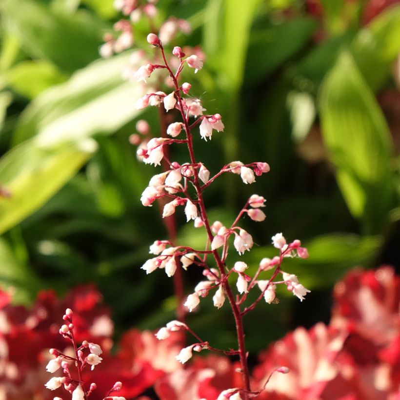 Heuchera Peach Crisp (Fioritura)