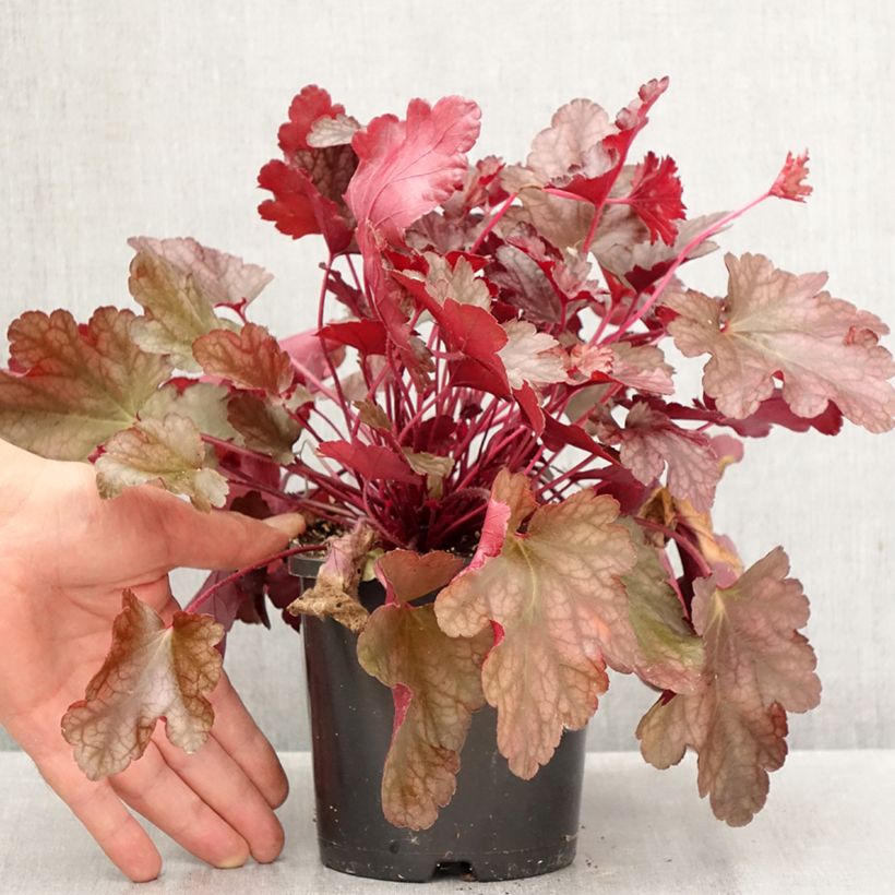 Esemplare di Heuchera Peach flambé Vaso da 1,5L/2L come consegnato in autunno