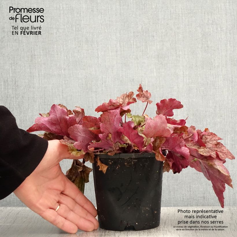 Heuchère - Heuchera Peach flambé Pot de 1,5L/2L esemplare consegnato in inverno
