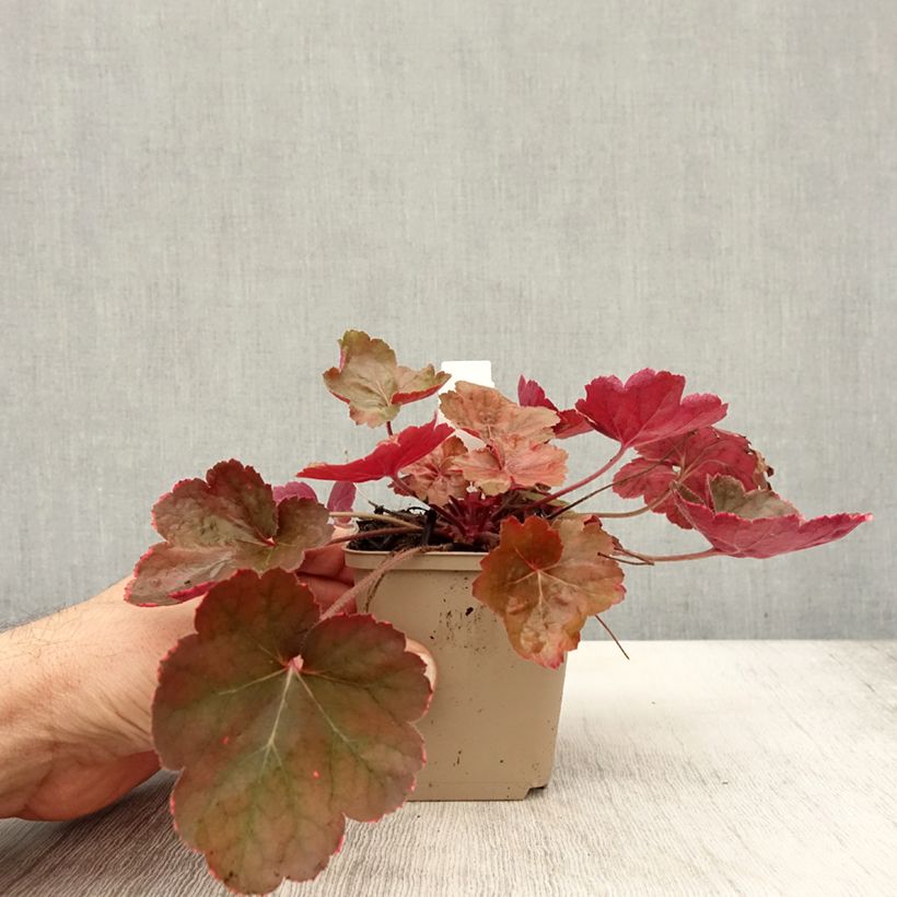 Esemplare di Heuchère - Heuchera Pink Pearls Godet de 8/9 cm come consegnato in autunno