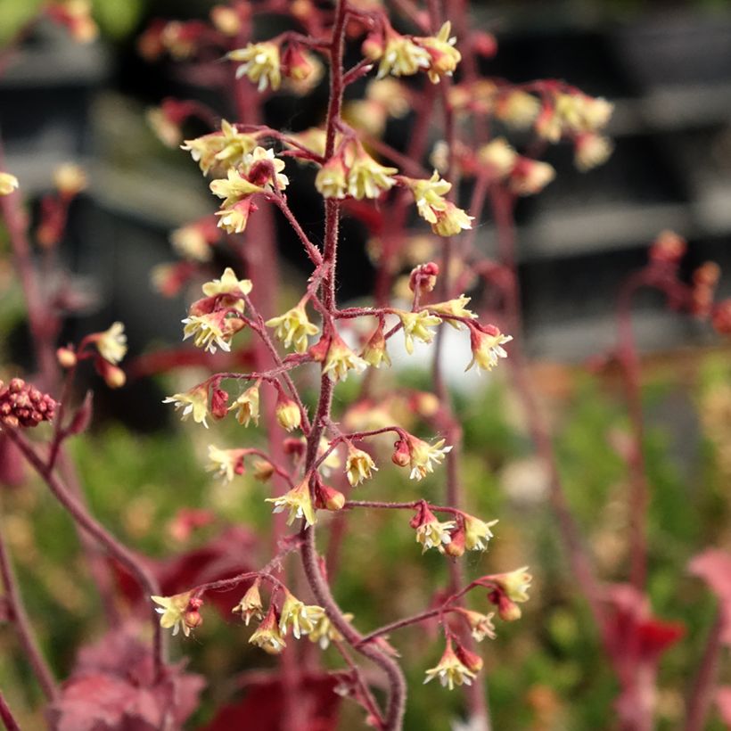 Heuchera Root Beer (Flowering)