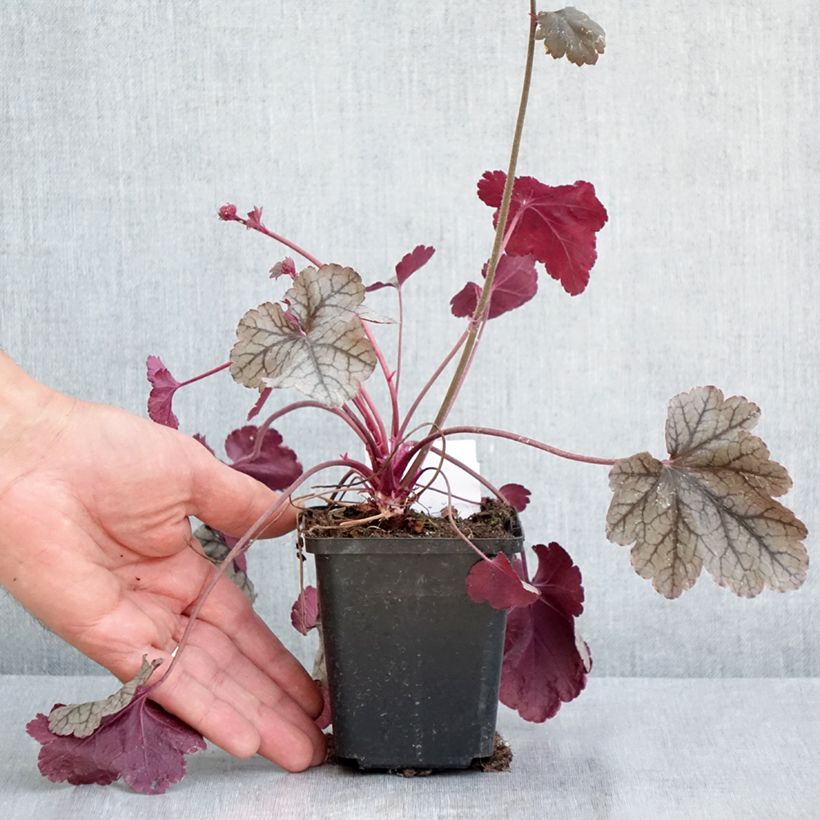 Example of Heuchera Silver Scrolls Vasetto da 8/9 cm as you get in printemps