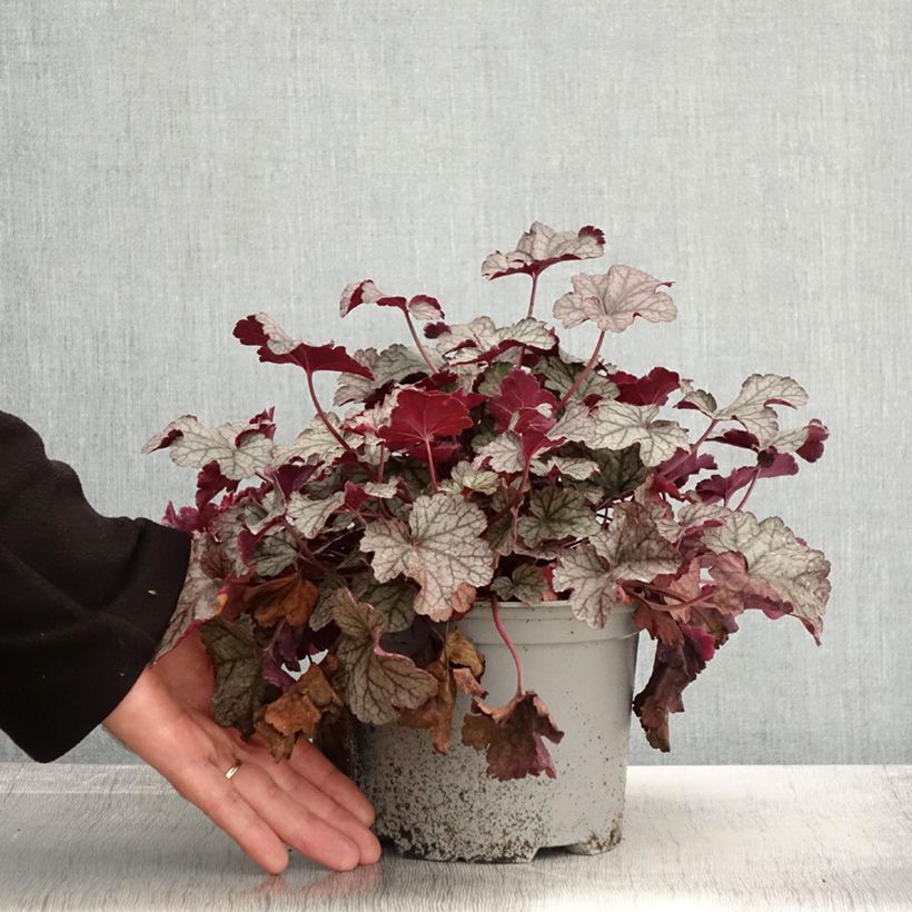 Esemplare di Heuchère - Heuchera Silver Scrolls Pot de 2L/3L come consegnato in autunno