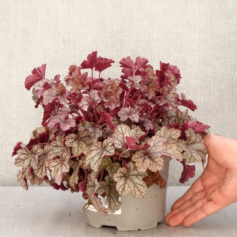 Example of Heuchera Silver Scrolls Vaso da 2L/3L as you get in printemps