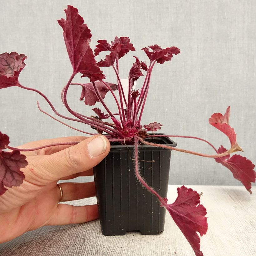 Example of Heuchera Spellbound Vasetto da 8/9 cm as you get in printemps