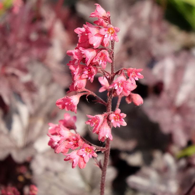 Heuchera Timeless Treasure (Flowering)