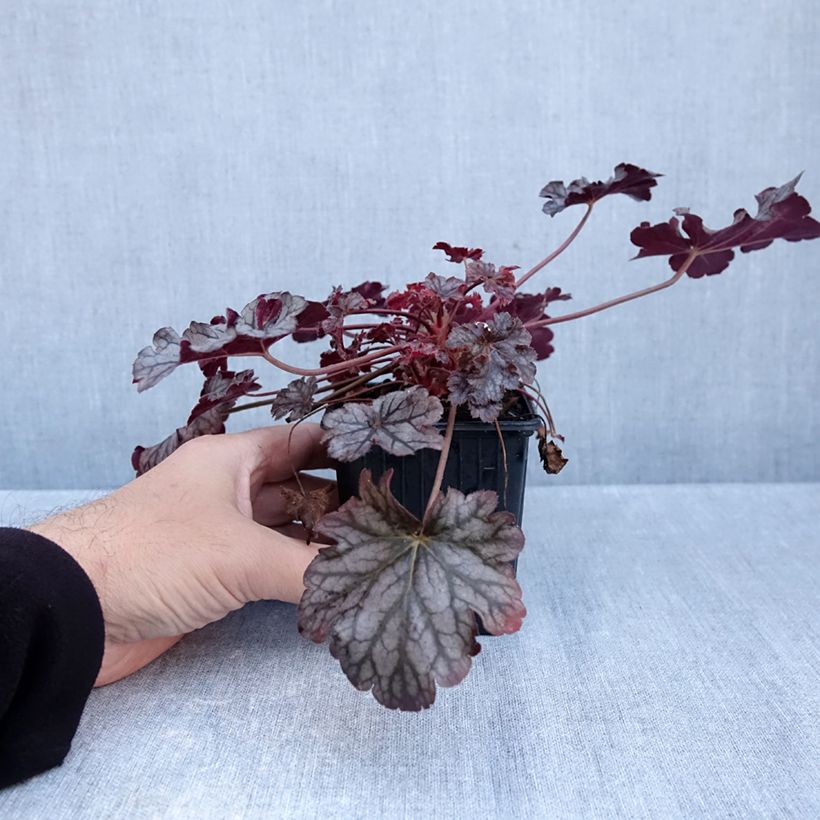 Esemplare di Heuchera Timeless Treasure Vasetto da 8/9 cm come consegnato in autunno