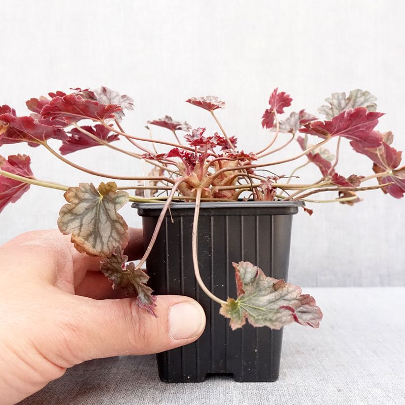 Heuchère - Heuchera Timeless Treasure Godet de 8/9 cm esemplare consegnato in inverno