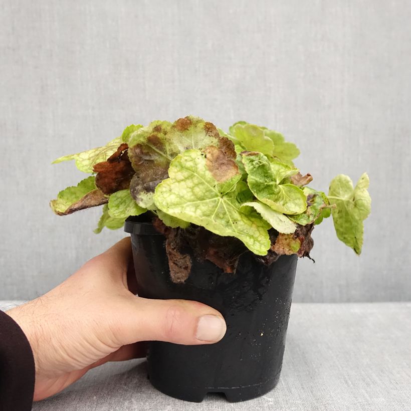 Esemplare di Heuchera Tiramisu Vaso da 1,5L/2L come consegnato in autunno