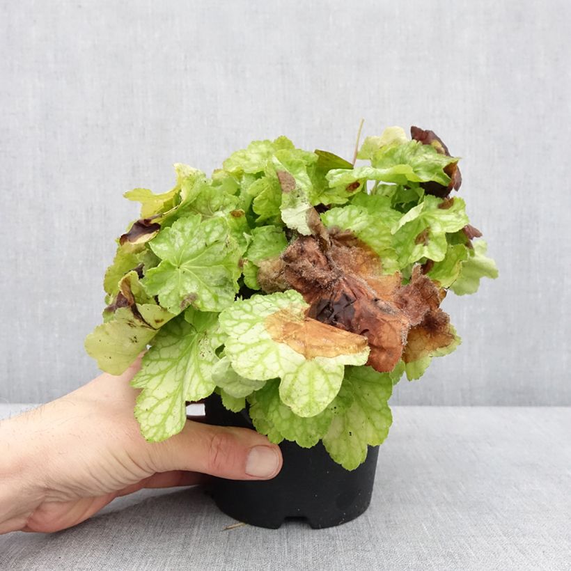 Heuchère - Heuchera Tiramisu Pot de 1,5L/2L esemplare consegnato in inverno