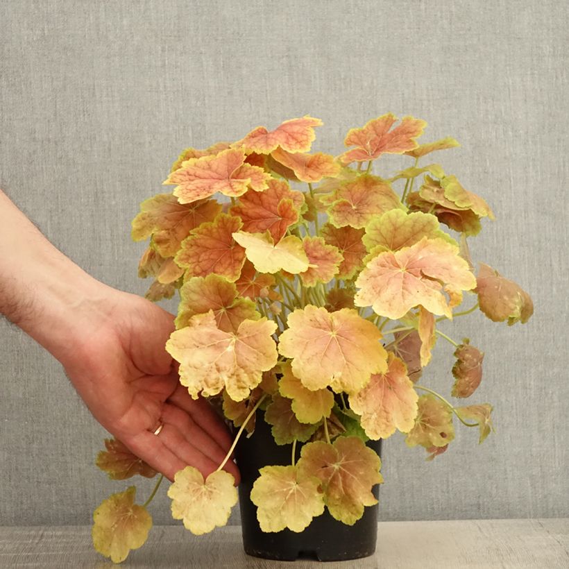 Example of Heuchera Tiramisu Vaso da 1,5L/2L as you get in printemps