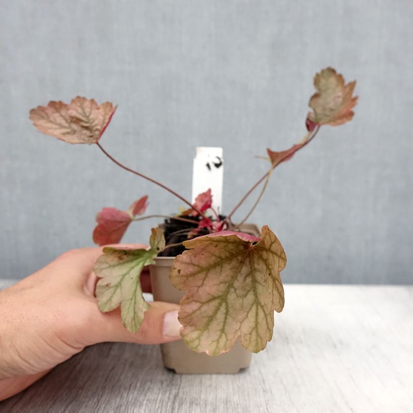 Esemplare di Heuchère - Heuchera Vienna Godet de 8/9 cm come consegnato in autunno