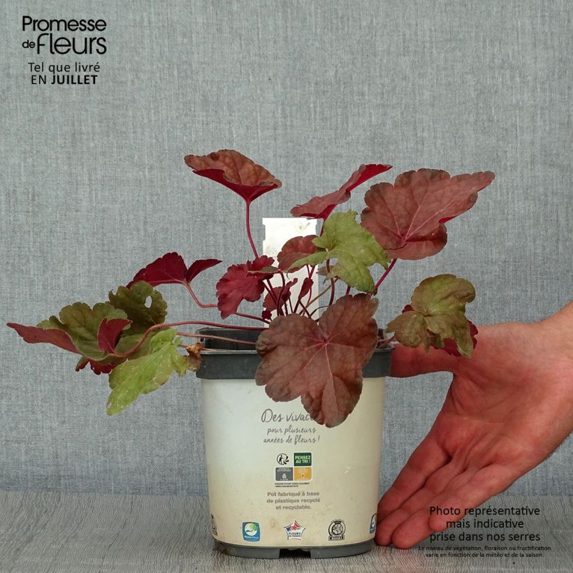 Esemplare di Heuchera Little Cutie Blondie Vaso da 2L/3L consegnato in estate