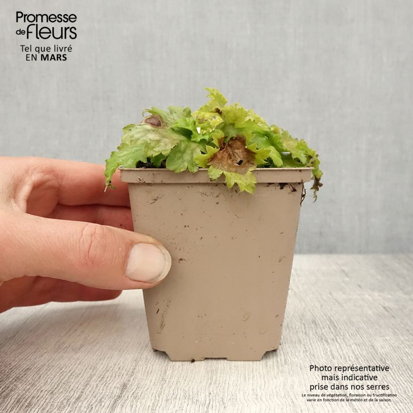 Heuchera Pear Crisp Vasetto da 8/9 cm esemplare consegnato in primavera