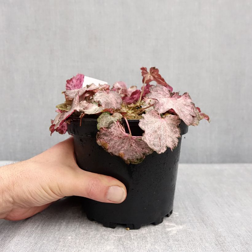 Esemplare di Heuchera Pinky Panky Vaso da 1,5L/2L come consegnato in autunno