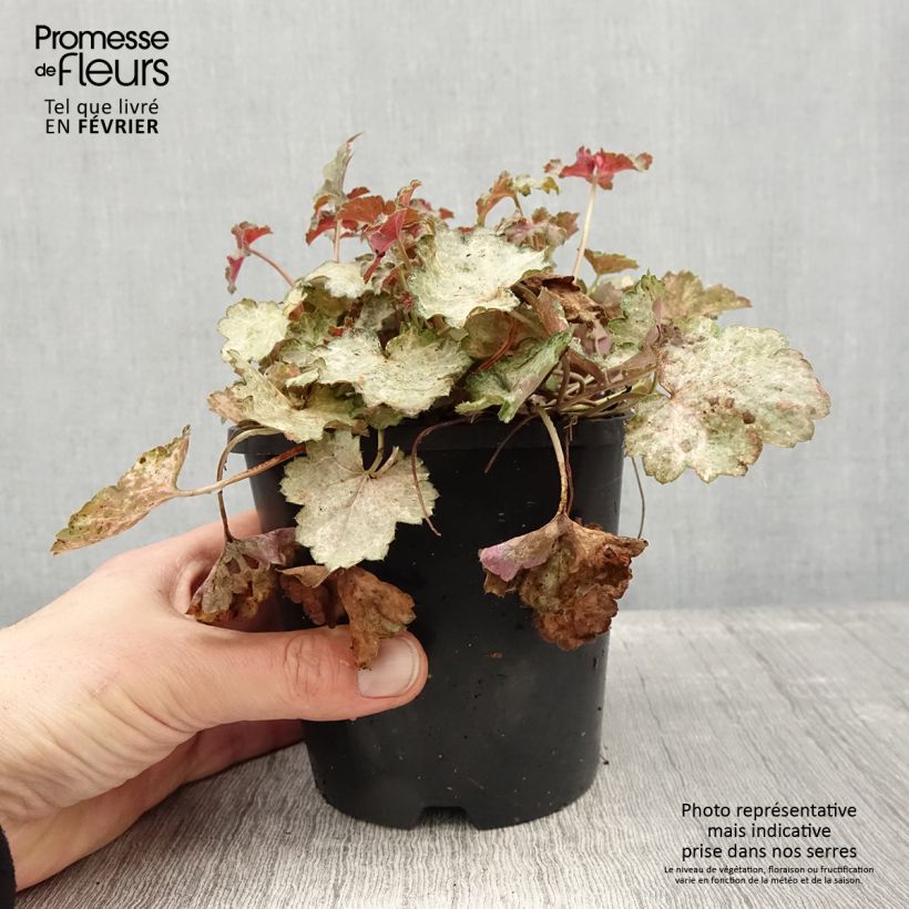 Heuchère - Heuchera Pinky Panky Pot de 1,5L/2L esemplare consegnato in inverno