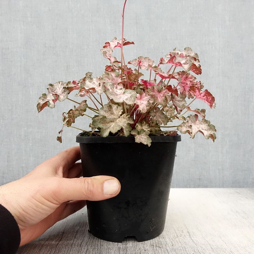 Heuchera Pinky Panky Vaso da 1,5L/2L esemplare consegnato in primavera