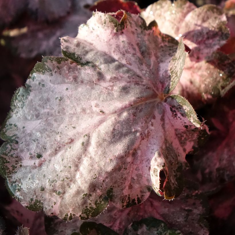 Heuchera Pinky Panky (Fogliame)