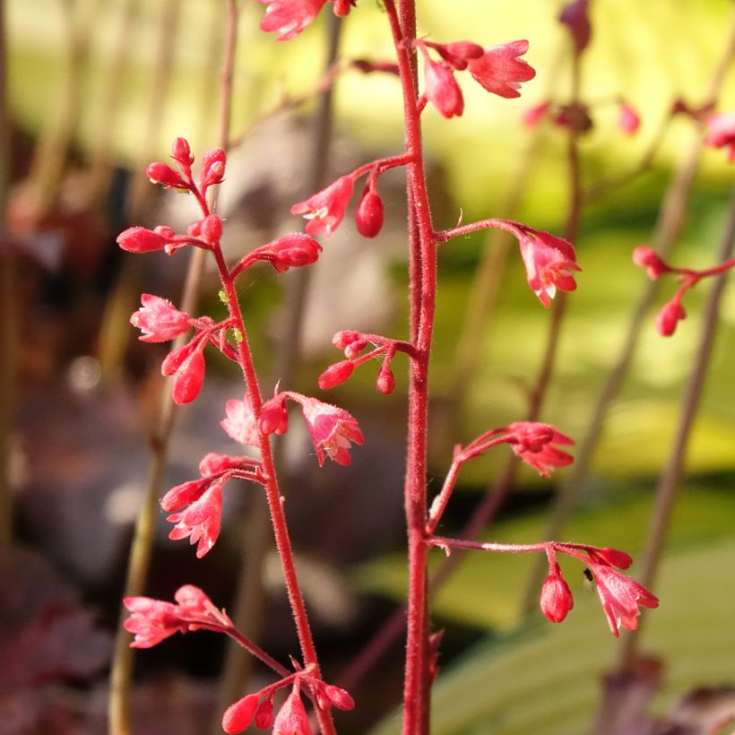 Heuchera Pinky Panky (Fioritura)