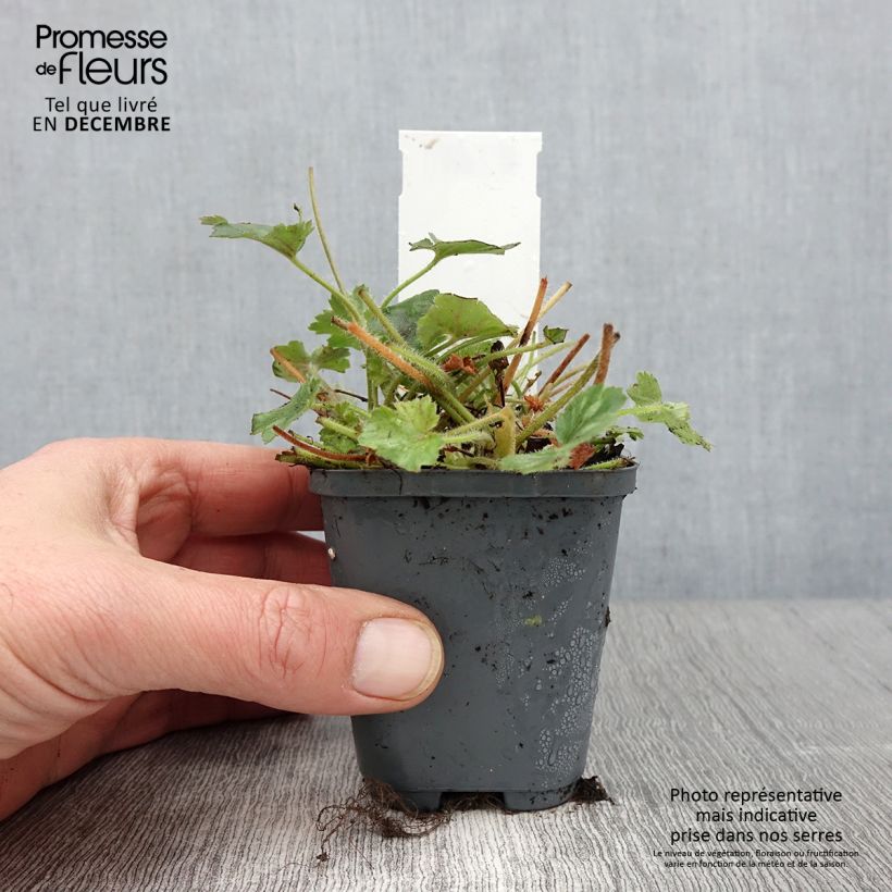 Esemplare di Heuchera Pluie de Feu Vasetto da 8/9 cm come consegnato in autunno