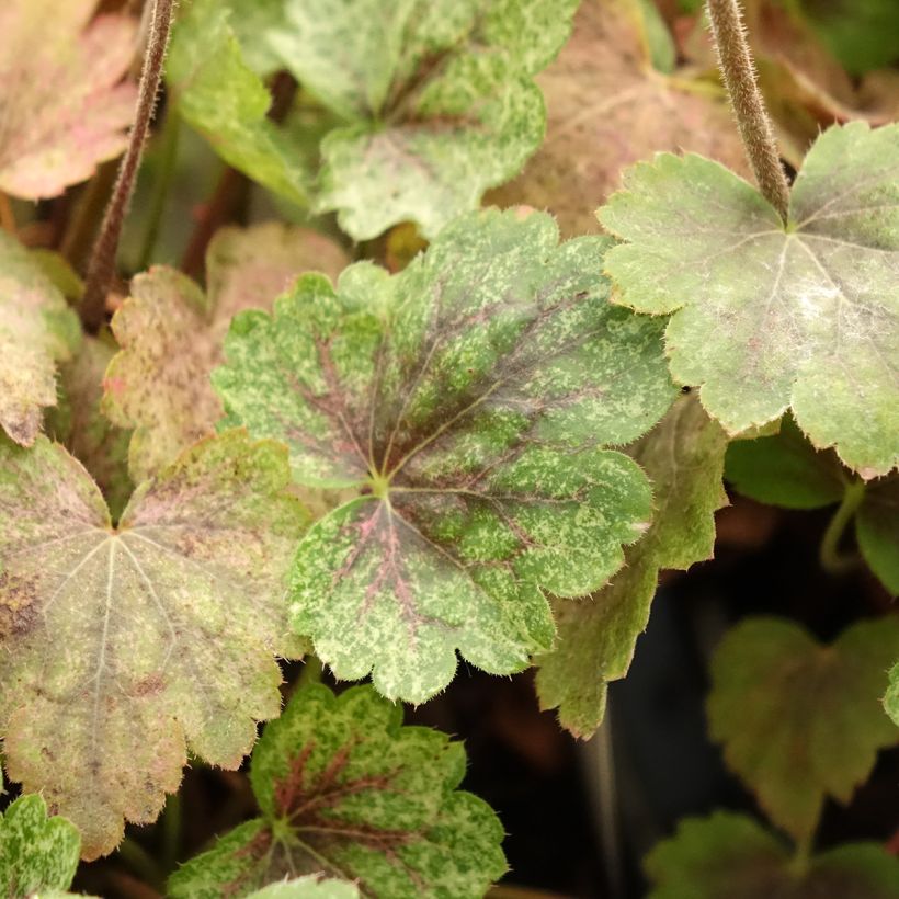Heuchera Snowy Panky (Fogliame)