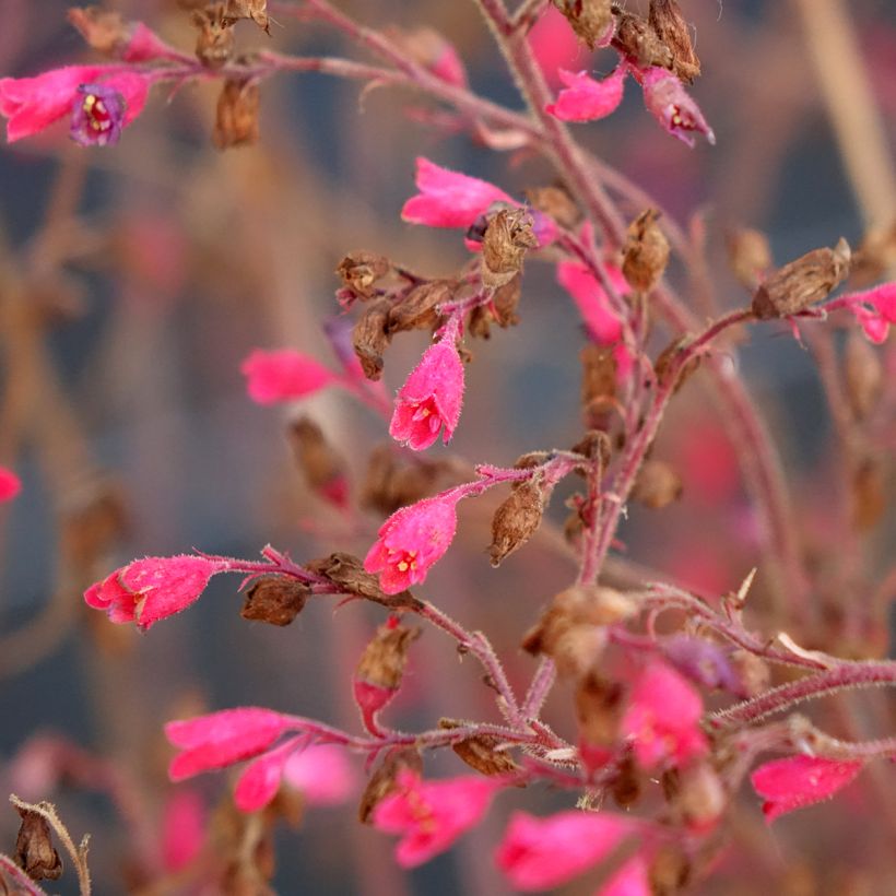 Heuchera Snowy Panky (Fioritura)