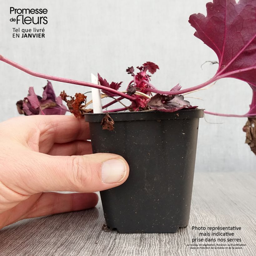 Heuchère - Heuchera Wildberry Godet de 8/9 cm esemplare consegnato in inverno