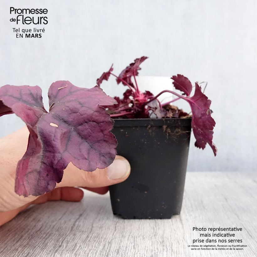 Example of Heuchera Dolce Wildberry Vasetto da 8/9 cm as you get in printemps