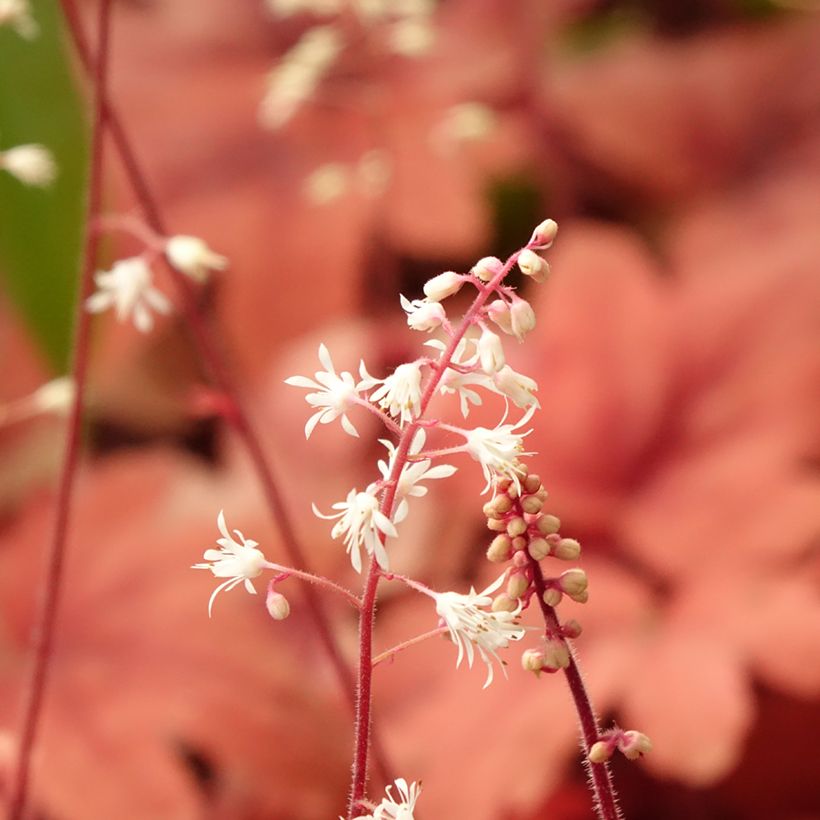 Heucherella Buttered Rum (Fioritura)