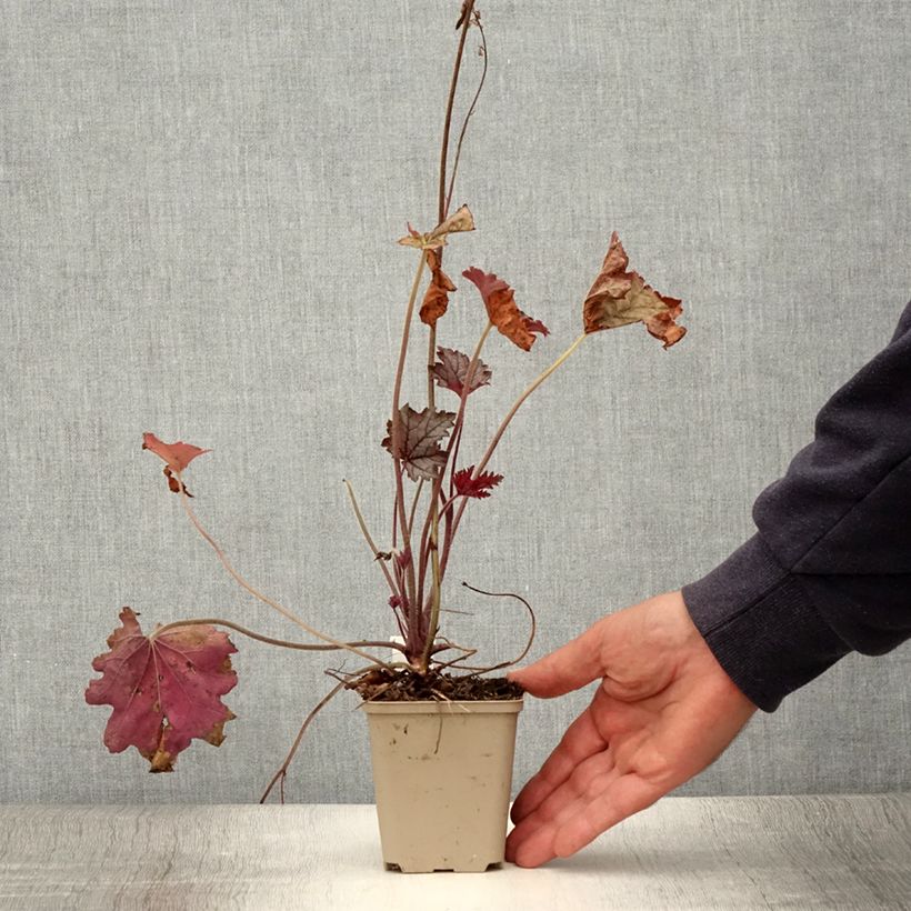 Esemplare di Heucherella Cracked Ice Vasetto da 8/9 cm consegnato in estate