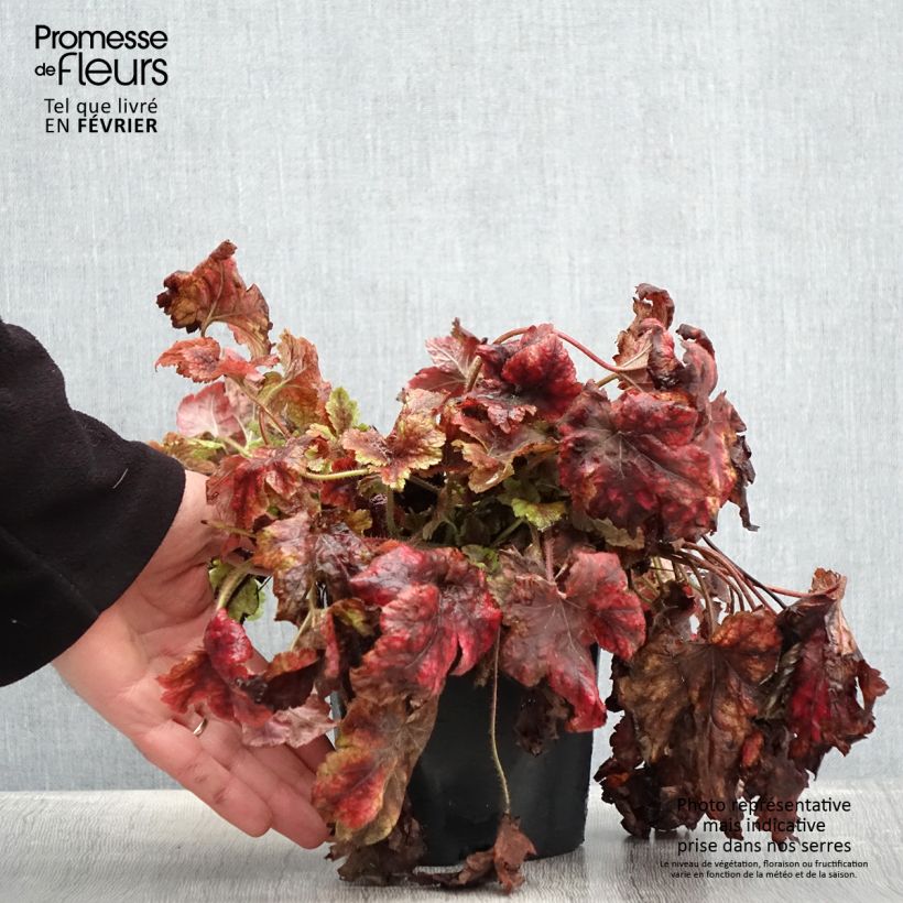 Heucherella Golden Zebra Pot de 1,5L/2L esemplare consegnato in inverno